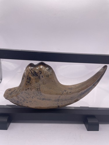 Mounted replica brown - mounted,