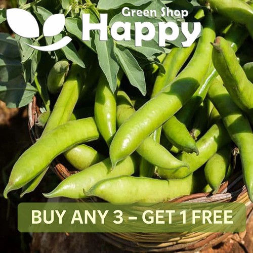 Vegetable seeds broad bean - vegetable,