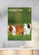 Guinea Pigs 2026 A3 Calendar