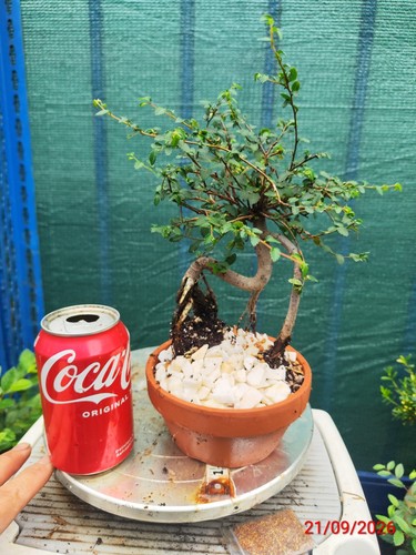 Chinese elm bonsai - chinese,