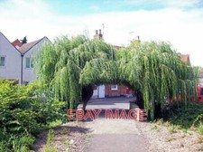 PHOTO  WILLOW ARCH AT BOURNE