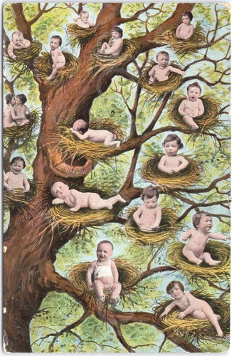 Antique postcard babies tree - postcard,