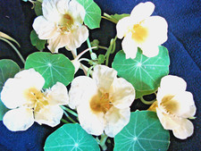 RUSSIAN NASTURTIUM SEEDS UNUSUAL CREAM STRIKE NEW 2025 VARIETY