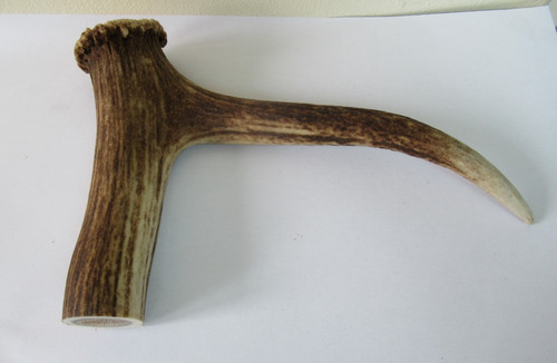 Red deer stag - deer, antler