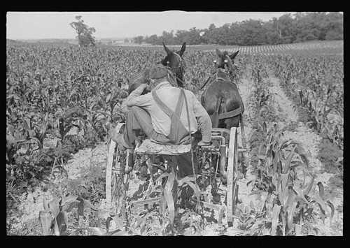 Photo central ohio - 1938, corn