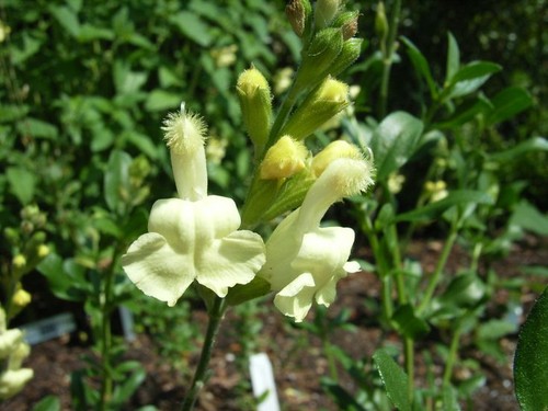Salvia lemon light - salvia, plug