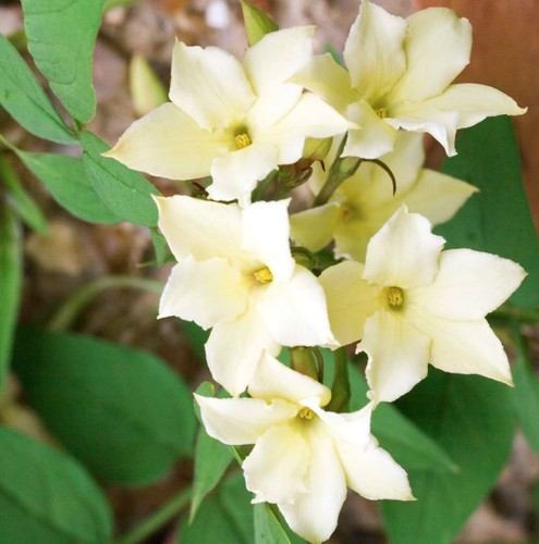 Jasminum clotted cream jasmine - cream,