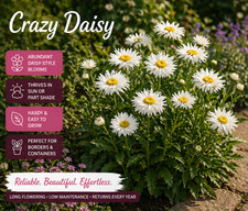 Crazy daisy plant - unusal
