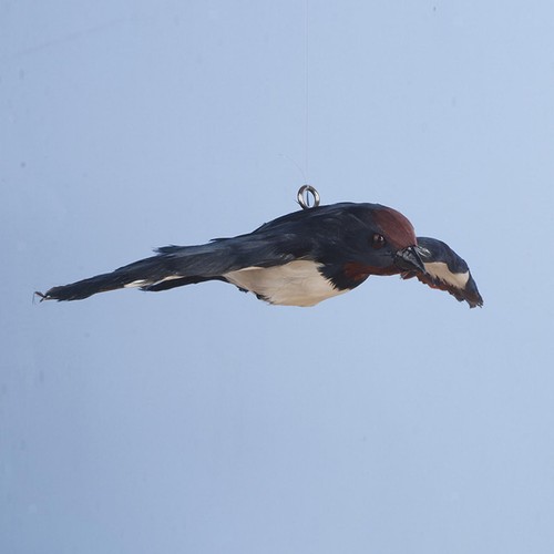 Swallow wall hanging - swallow,