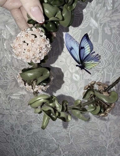 Hoya carnosa compacta plant - hoya,