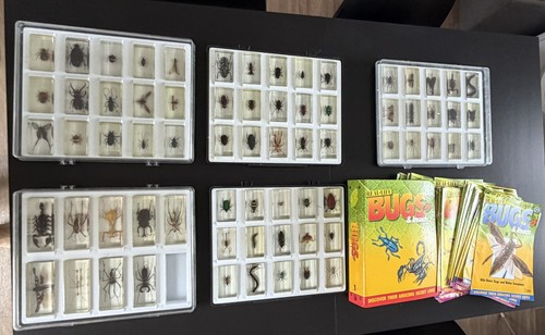 Real life bugs insects 69 - real, &