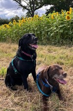 Dental Sticks - Small - 1kg