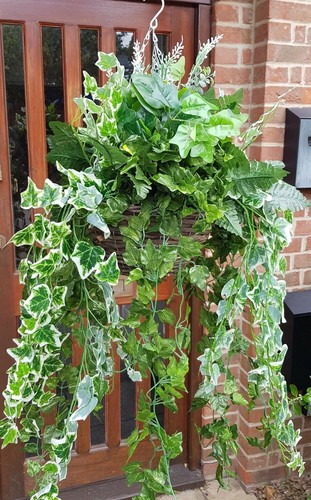 Ivy trailing hanging basket - ivy,