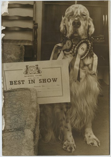 Crufts winner 1977 english - winner,