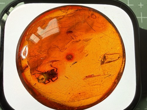 Beautiful genuine baltic - genuine, amber
