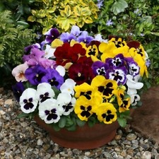 40 Winter Flowering Pansy Select F1 Mixed Hanging   Basket Bedding Plug plants