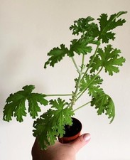 Pelargonium 'Dr Westerlund'
