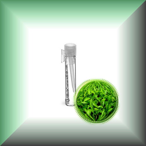 Green tea - green, sinensis)