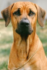 Rhodesian Ridgeback Dog Jumbo