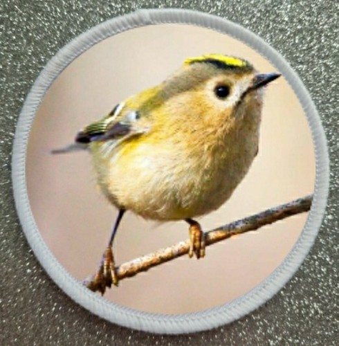 Goldcrest bird sublimation - 3",