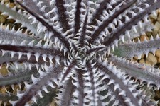 Dyckia brittle star - |, 17cm