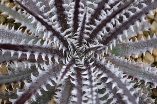 Dyckia brittle star 17cm - star|,
