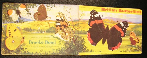 British butterflies brooke - butterflies,