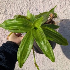 Callisia fragrans 'Infinity'