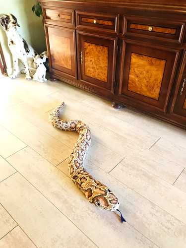 Ikea snake puppet soft - 60”,