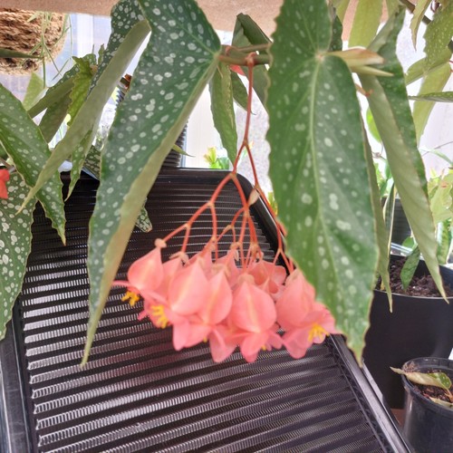 Begonia maculata wightii polka - begonia,