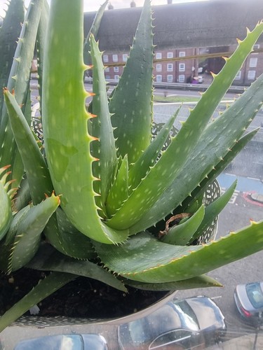 Aloe vera medium plant - aloe,