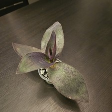 Tradescantia Pallida Giant
