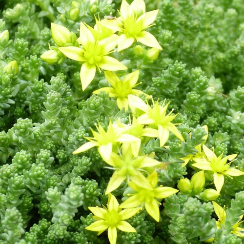 Sedum acre litre pot - sedum,