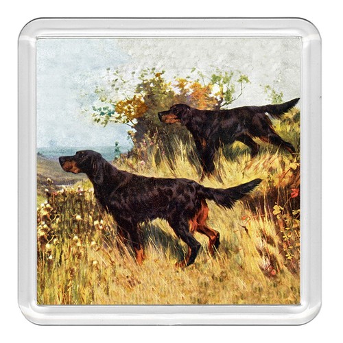 Gordon setter dog - gordon,