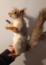 Taxidermy Aberts Squirrel