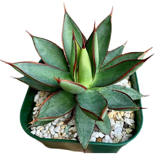 7cm succulent agave plant - agave,