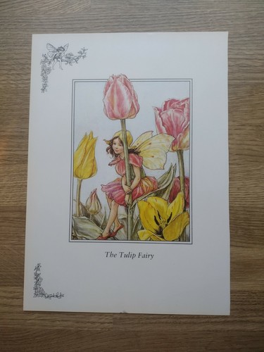 Cicely mary barker tulip - -, /