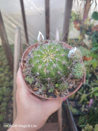 Echinopsis ancistrophora - echinopsis,