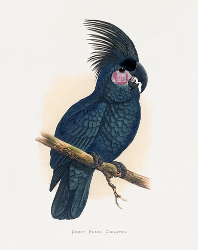 Great black cockatoo - great,