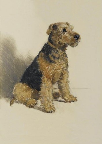 Welsh terrier dog greeting - terrier,