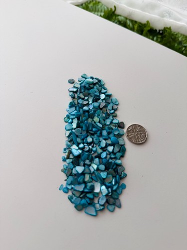 Abalone paua shell pieces - shell,