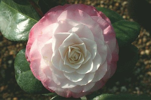 Camellia japonica desire in - camellia,