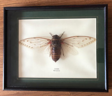 Entomology Mounted Real Cicada Insect , Malaysia, within glass fronted frame