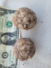 GEODES Whole Unopened