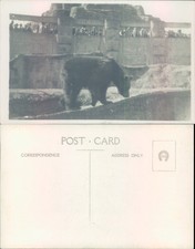 Bear at zoo enclosure TIC Animals