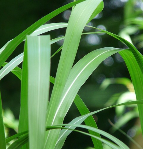 Miscanthus sinensis