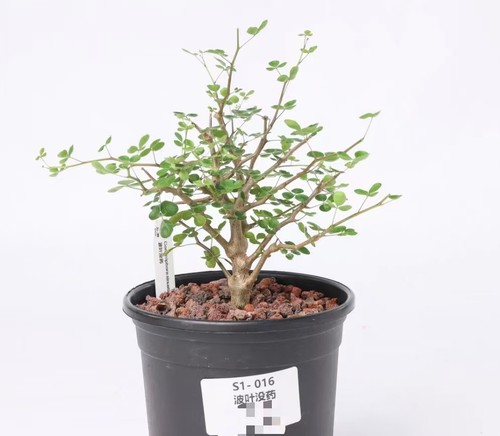 Pot 5cm rare plant - pot,