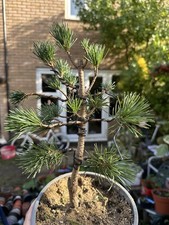 Japanese Pinus parviflora Pine.  Name Is 五针松