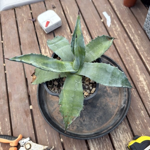 Agave americana width 2 - agave, 9