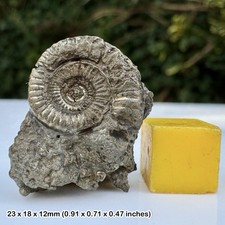 Promicroceras Golden Pyrite Ammonite Fossil Lower Lias Jurassic Coast Charmouth